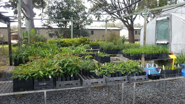 CHRL Community Nursery