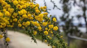 Wattle Day