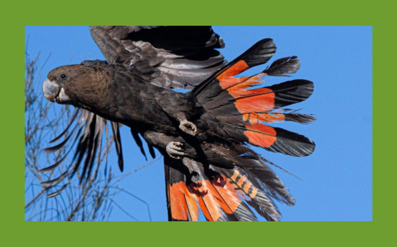 Following bush fires, land clearing and poaching, the glossy black-cockatoo is fighting for survival