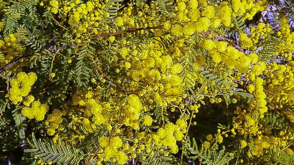 acacias in regeneration projects