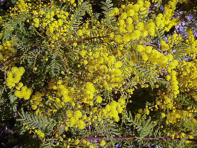 acacias in regeneration projects