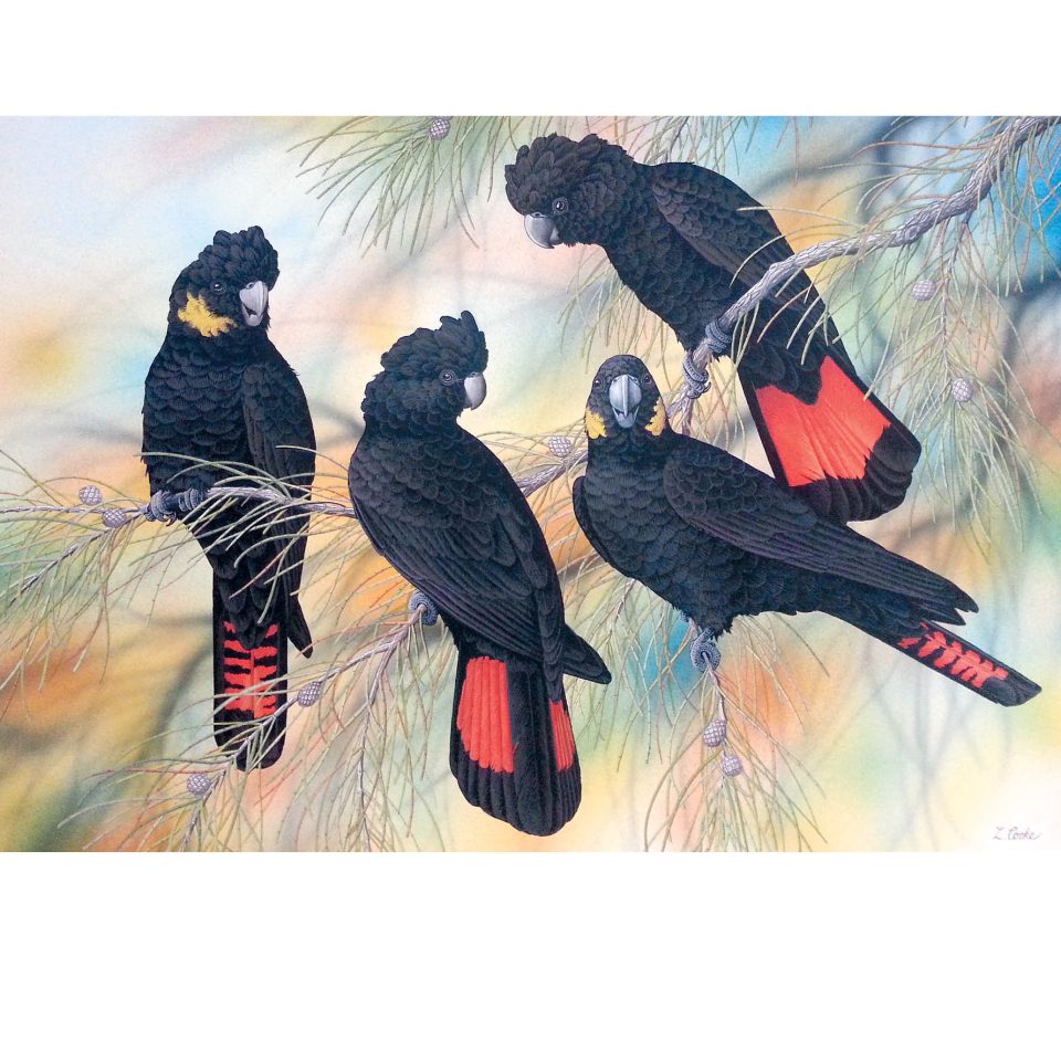 Glossy Black-Cockatoo Conservation