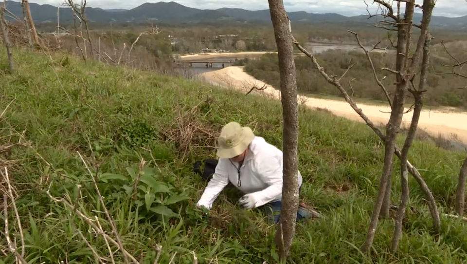 Landcare clean up Boambee Headland After Hailstorm