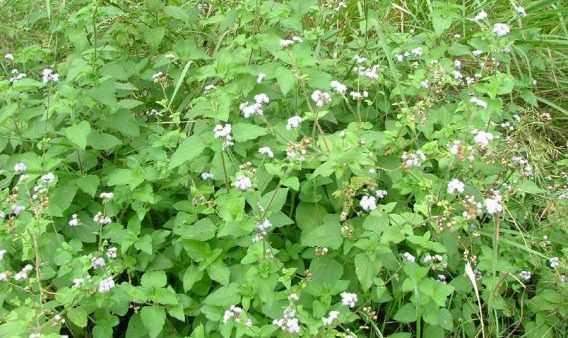 Blue billygoat weed has infested paddocks at the Manning Great Lakes Centre