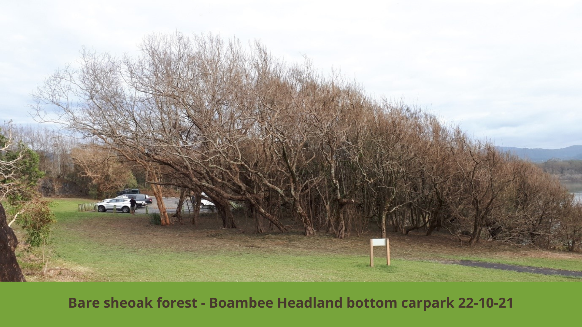 Boambee Headland Recovery Update (1)