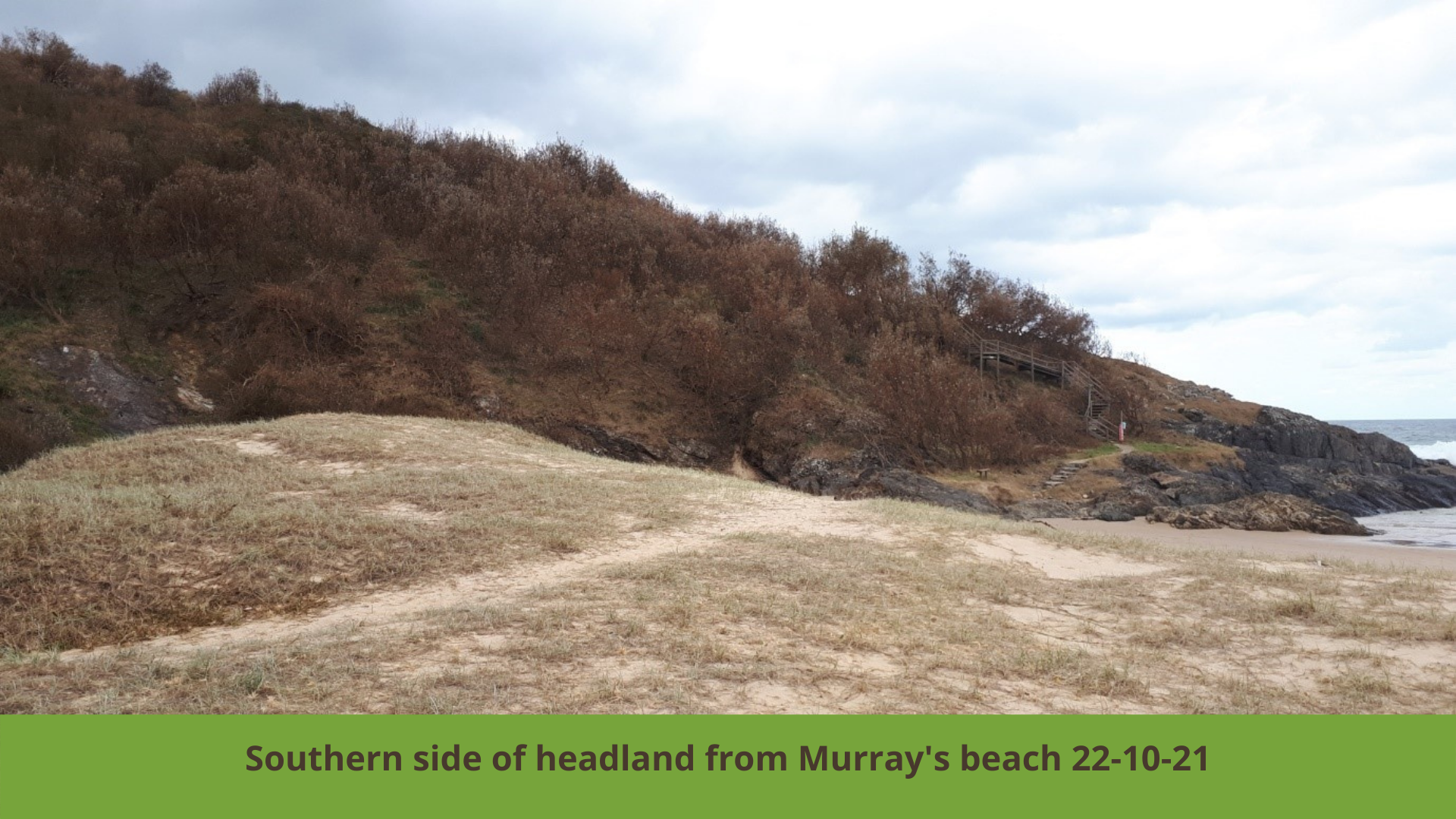 Boambee Headland Recovery Update (3)