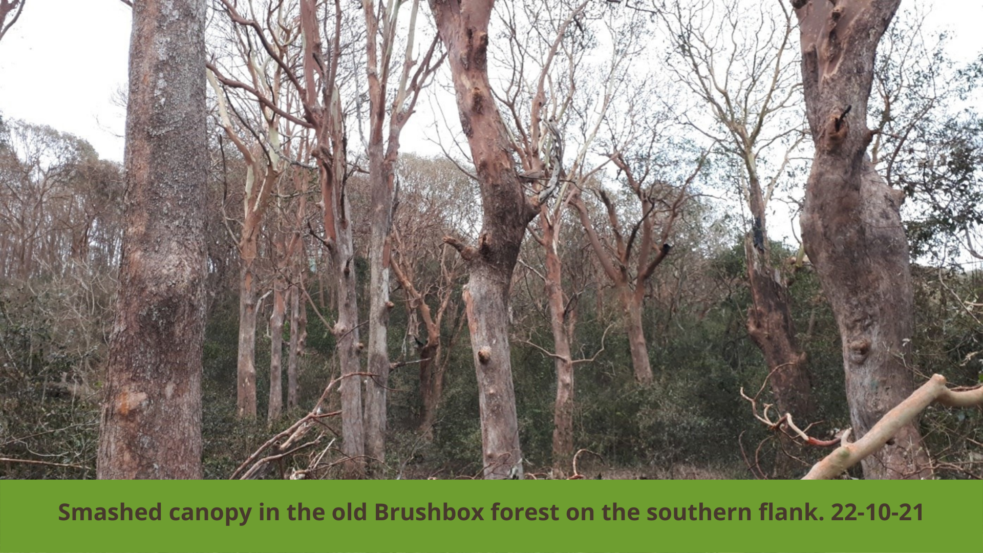 Boambee Headland Recovery Update (4)