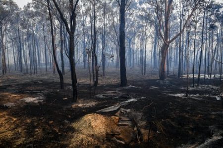 Bushfire Recovery Grant