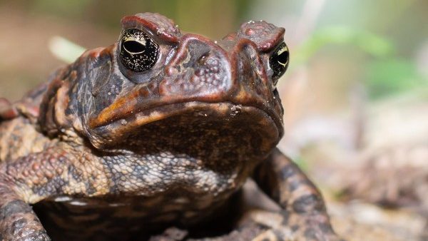 Eradicate the Invasive Cane Toad
