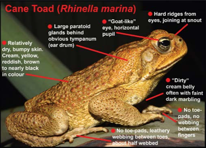 Cane Toad Identification