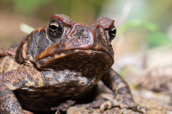 Eradicate the Invasive Cane Toad