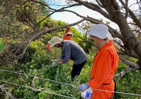 Emerald Beach Landcare/Duncare Update