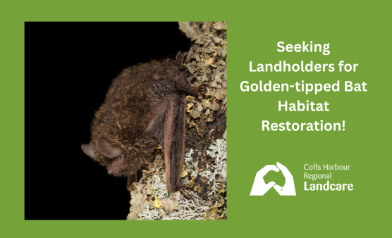 Seeking Landholders for Golden-tipped Bat Habitat Restoration
