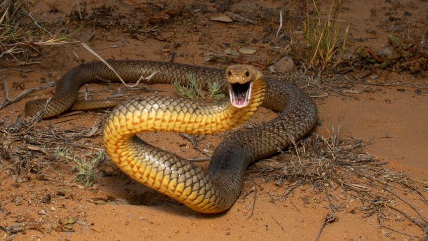 venomous snake