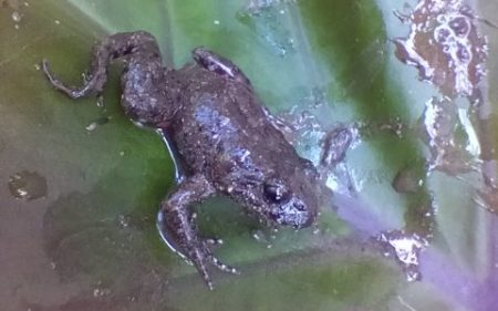 tusked frog (Adelotus brevis)