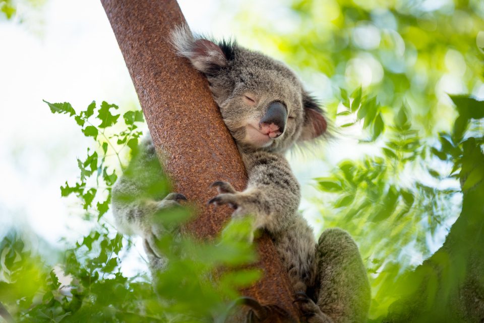 Protecting Koalas