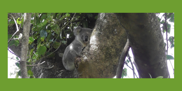 Koala and Wompoo Fruit Dove