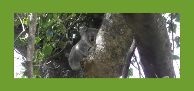 Koala and Wompoo Fruit Dove