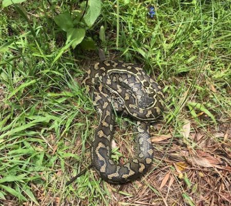 Carpet python at Linden Lagoon