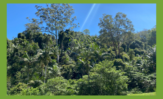 Jaliigirr Rainforest Rescue and Recovery project