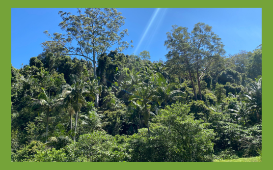 Jaliigirr Rainforest Rescue and Recovery project