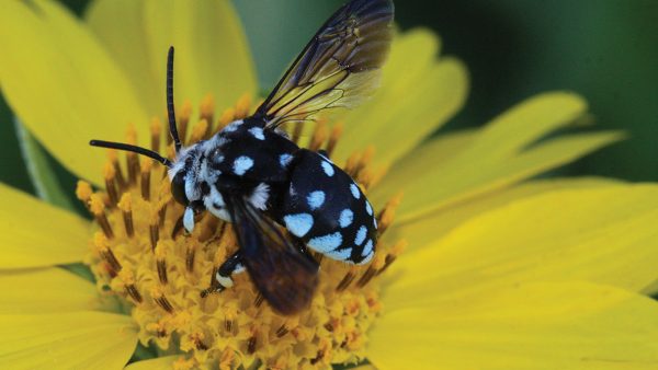 Australian Pollinator Week