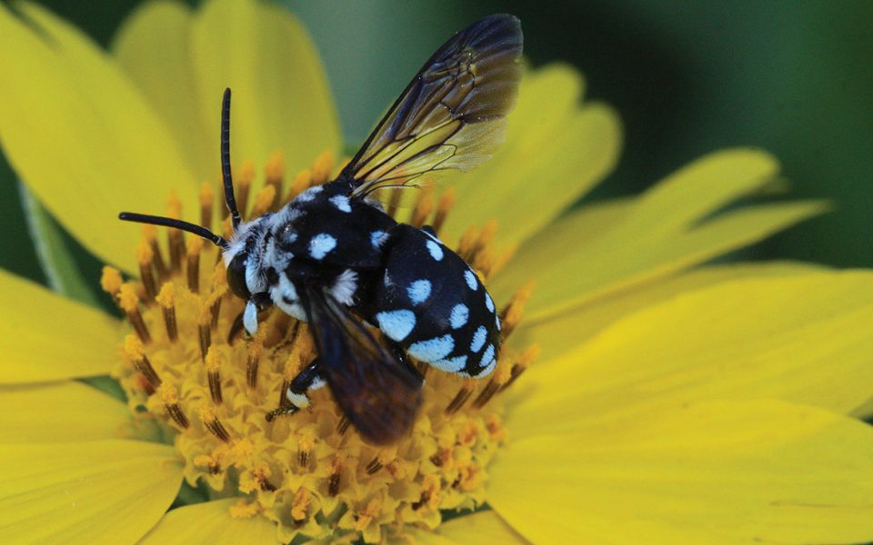 Australian Pollinator Week