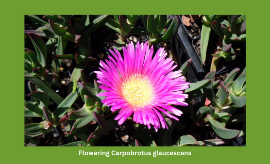 Flowering Carpobrotus glaucescens