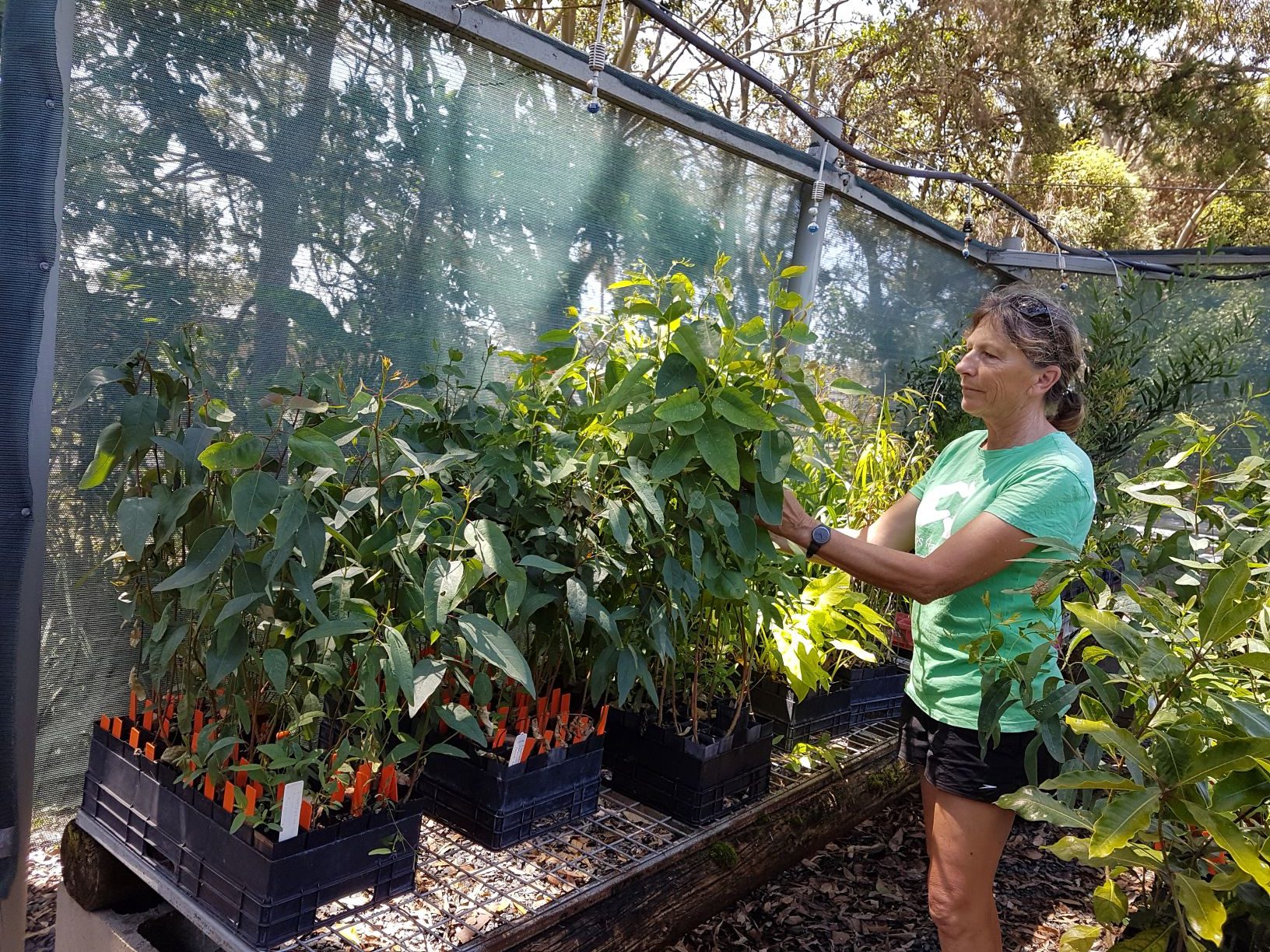 Community Nursery Coffs Harbour Regional Landcare