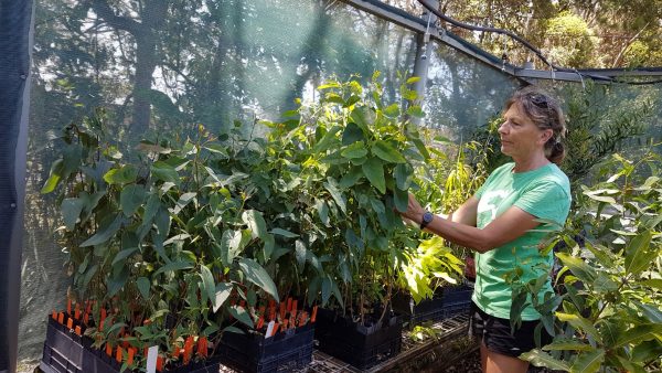 Coffs Harbour Landcare Community Nursery