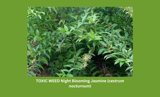 cestrum nocturnum