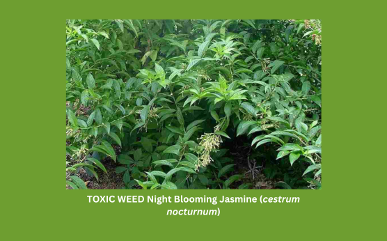 cestrum nocturnum