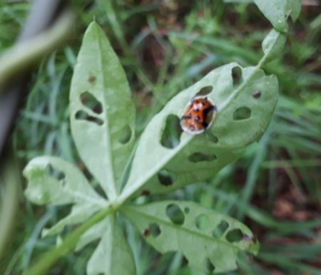 Aspidimorpha westwoodi