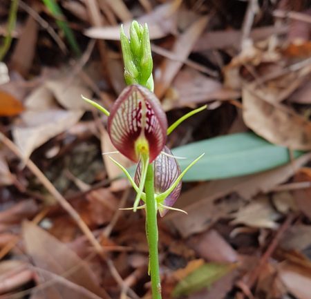 Orchids at Linden Lagoon