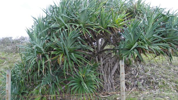 Pandanus Palms stolen