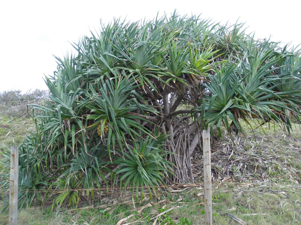 Pandanus Palms stolen