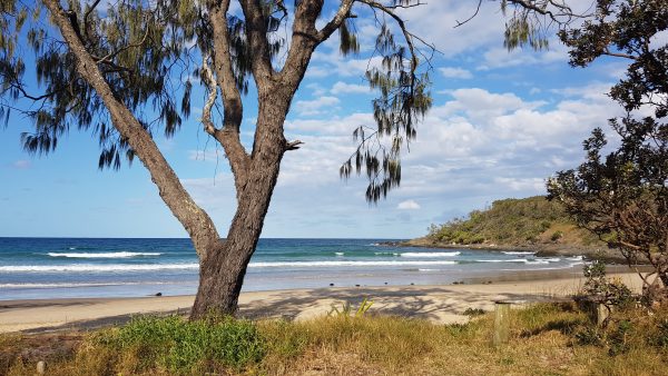 Sheoak Mullawarra Beach