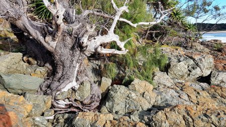 Horsetail sheoak