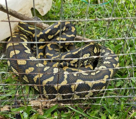 Satisfied carpet python