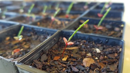 freshly germinated horsetail sheoaks