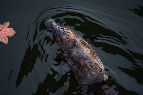 Australian Platypus Monitoring