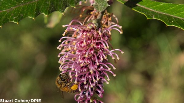 plants to attract pollinators to your patch