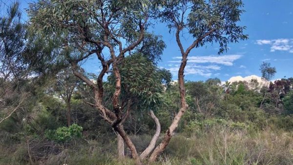 Eucalyptus cattai