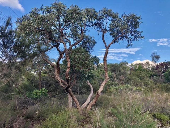 Eucalyptus cattai