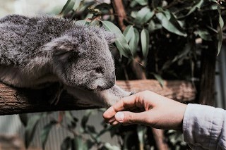 Webinar Recreating Koala Habitat
