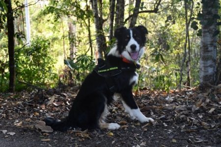 Cane toad scent detection dog
