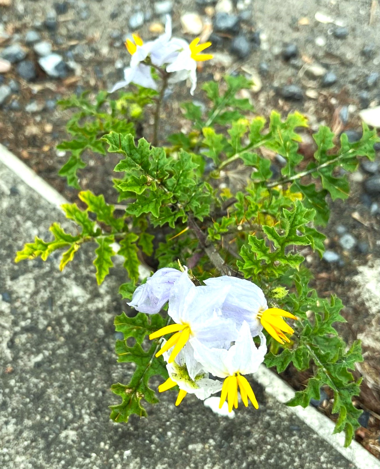 Outdoors Weed Smell:  Will It Alert The Authorities? - nxlxodr