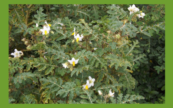 Weed Alert Sticky nightshade (Solanum sisymbriifolium )