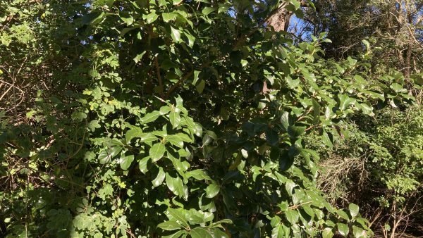 Viburnum odoratissimum