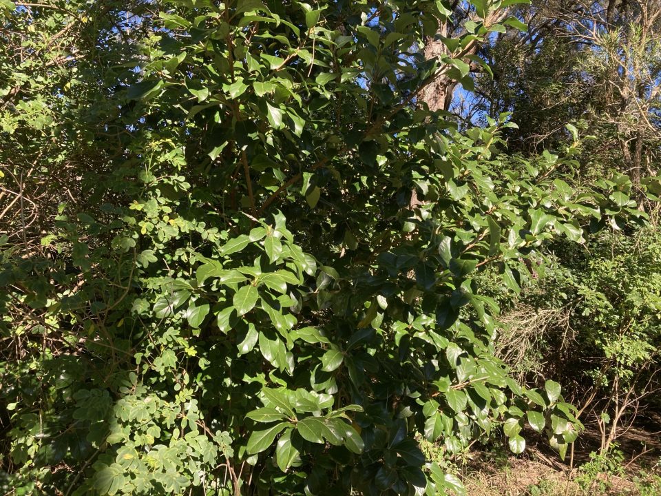 Viburnum odoratissimum